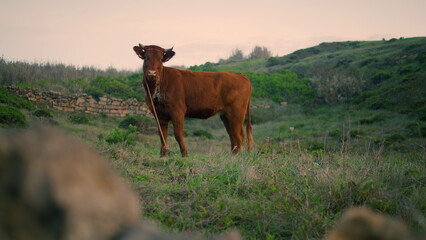 Red-haired cow standing pasture gloomy day. Animal grazing chewing juicy grass.