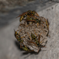 Wasp Nest Close-Up: Nature's Ingenious Design