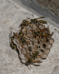 Elegant Wasp Nest: Nature's Architectural Marvel