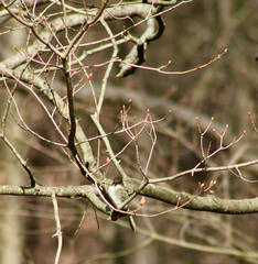 Chilly day for Eastern Phoebe on a maple tree Jenningsville Pennsylvania