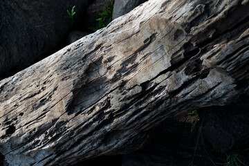 old damaged wood log in close up