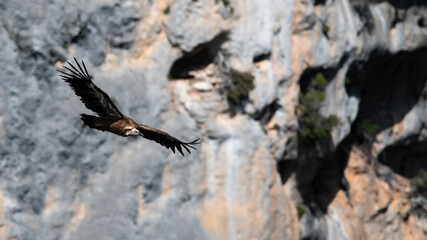 A flying Eurasian Griffon Vulture (Gyps Fulvus)