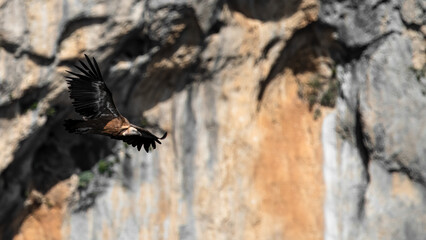 A Fying Eurasian Griffon Vulture (Gyps Fulvus) With Cliffs