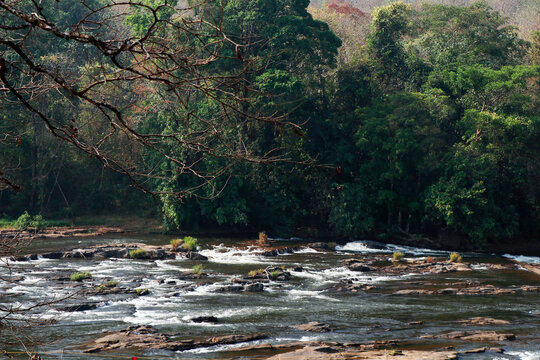 rain forest jungle with stream of river water in kerala india