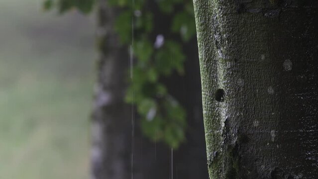 strong rain puring down a tree video