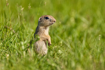  European ground squirrel (Spermophilus citellus) in natural habitat