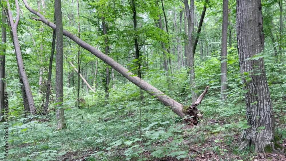 Poster a tall tree fell in the morning green deciduous forest. an uprooted fallen tree in a dense forest. t