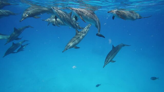 Dolphins playing in the blue water of Red sea. Underwater shot of wild dolphin taking breath. Aquatic marine animals in their natural habitat. Closeup of friendly bottlenose. Wildlife nature