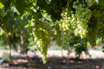 grapes in vineyard