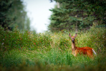 White-tailed doe in the summer forest trail standing in grass.