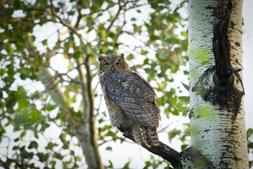 Juvenile Great-horned owl is perched on a tree among foliage.