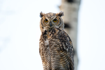 Juvenile Great-horned owl is perched on a tree in the forest.