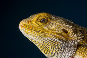 view of the agama dragon close-up isolated. portrait of a bearded agama dragon looking into the frame with skin texture
