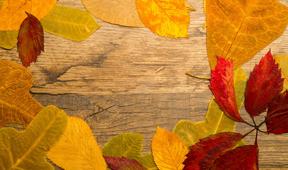 Fototapeta na wymiar autumn background postcard with withered plants