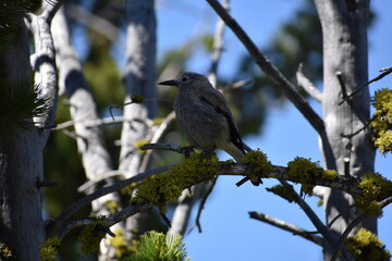 bird on a branch