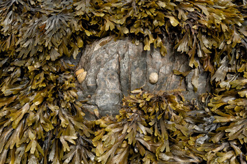Rock surrounded by serrated wrack seaweed © Lucia Tieko