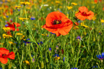 Mohn - Blume - Feld - bunt - Frühling