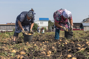 Tatar women in headscarves and dressing gowns collect ripe potatoes in buckets after the tractor has dug up the field.The villagers are picking potatoes. Tatarstan, Russia - obrazy, fototapety, plakaty