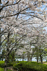 公園に咲くソメイヨシノの花