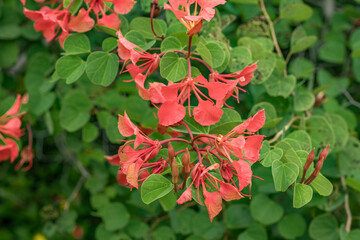 Bauhinia galpinii is a species of shrub in the family Fabaceae.South African orchid bush, red bauhinia and Nasturtium bush.Ho'omaluhia Botanical Garden, Oahu Hawaii