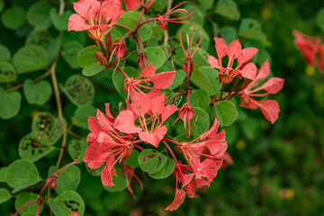 Bauhinia galpinii is a species of shrub in the family Fabaceae.South African orchid bush, red bauhinia and Nasturtium bush.Ho'omaluhia Botanical Garden, Oahu Hawaii