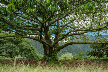 Ho'omaluhia Botanical Garden, Oahu Hawaii. 