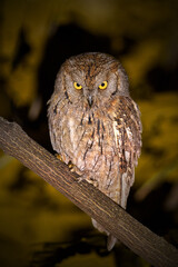 Eurasian scops owl (Otus scops) in natural habitat