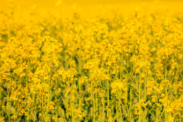 Fototapeta premium Blooming rapeseed field in early spring. Background with selective focus and copy space for text