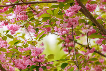 Sakura tree flowers in early spring. Blossoming season of cherry and plum trees. Background with selective focus