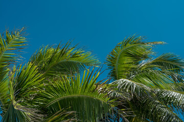 Fototapeta premium The coconut tree (Cocos nucifera) is a member of the palm tree family (Arecaceae) and the only living species of the genus Cocos. Lanikai Beach, Oahu, Hawaii. 