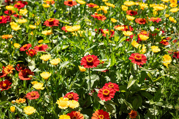Medell&iacute;n is partying, the flower fair returns with the parade of silleteros