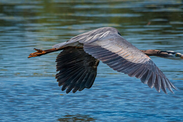 heron in flight