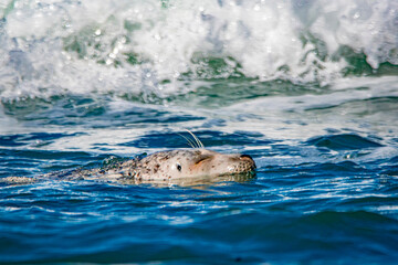 seal in water