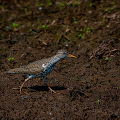 Sandpiper in dirt