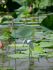 シロサギと蓮