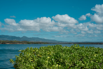 Aloha Aina Patriotism Park, Honolulu Oahu, Hawaii. Pearl Harbor Entrance Channel. Scaevola taccada
