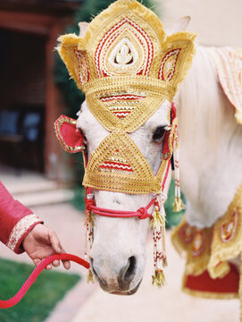 Baraat Horse
