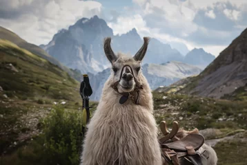 Photo sur Aluminium Lama closeup of peruvian llama in the andes and mountains, llama of cusco