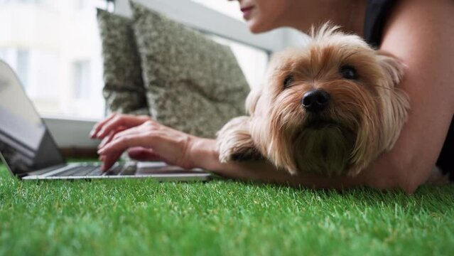 Work-Life Balance: Businesswoman Multi-Tasking on Laptop with Yorkshire Terrier dog Companion