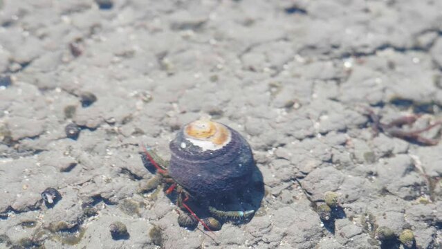 A hermit crab slowly crawls along, under shallow water in the tide pools at Moss Beach in California