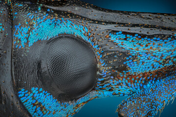 weevil face sp eupholus schoenherri viewed with micro perception