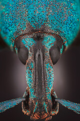 weevil face sp eupholus schoenherri viewed with micro perception