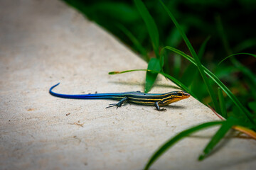 Five Lined Skink