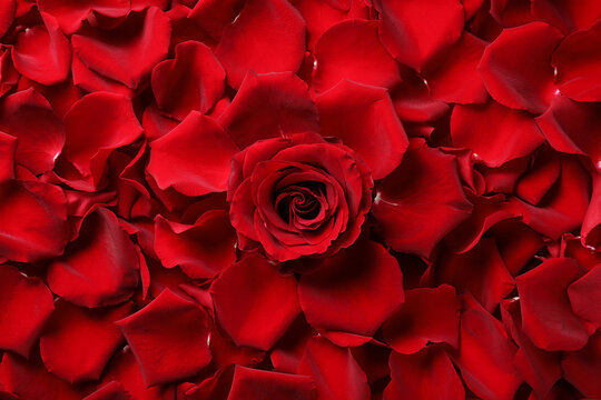 Beautiful red rose flower and petals as background, top view