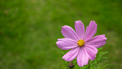 コスモス_芝背景