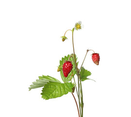 Stems of wild strawberry with berries, green leaves and flower isolated on white