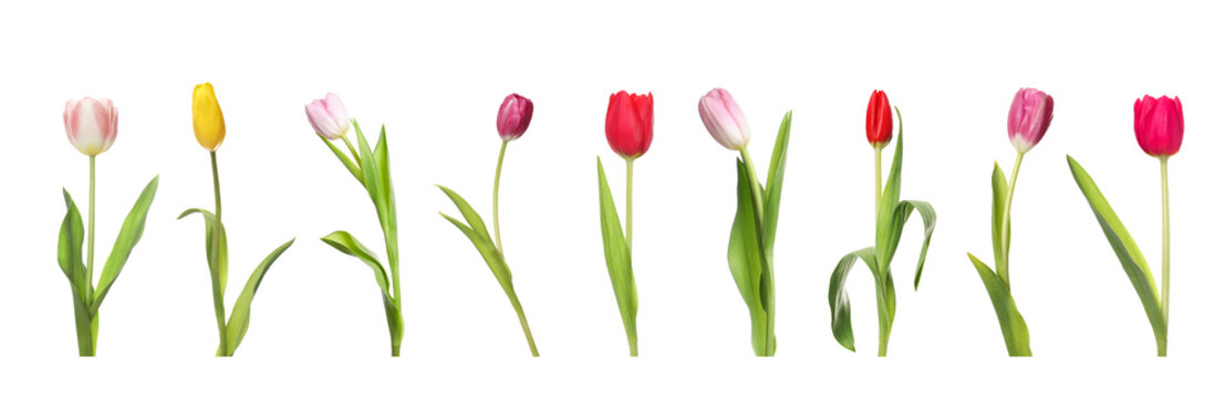Set of beautiful tulips in different colors isolated on white