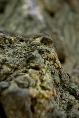 textura arbol