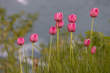 red tulips in the garden