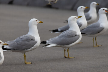 group of seagulls looking at one side 